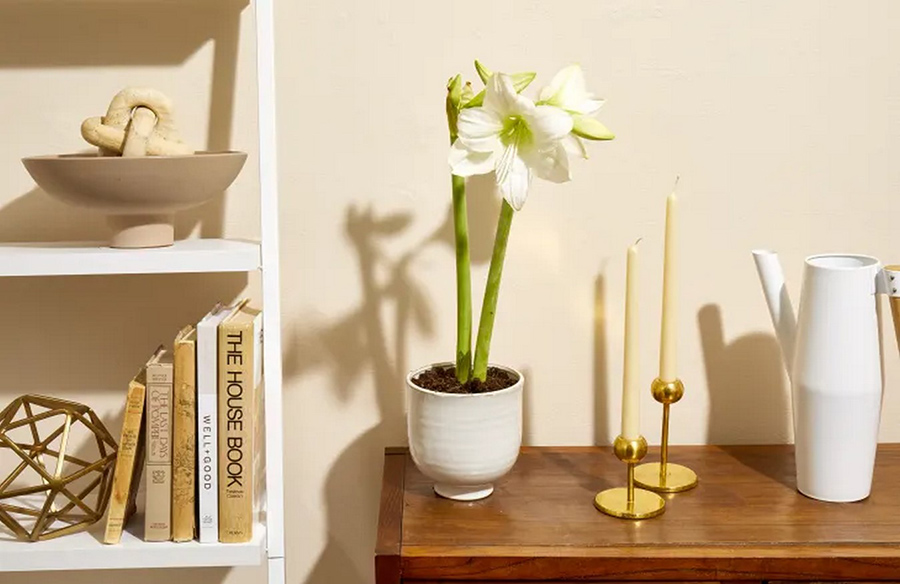 Amaryllis Splendor: Growing the Big, Breathtaking, and Effortless Holiday Bloom